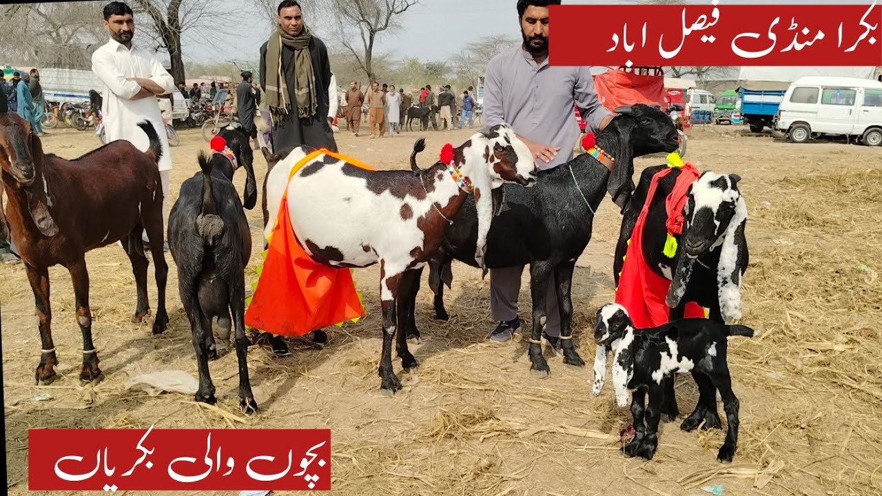 11 February 2026 Bakra Mandi Faisalabad update Mandi Mein bacchon wali bakriyan zafar Bakra TV 
