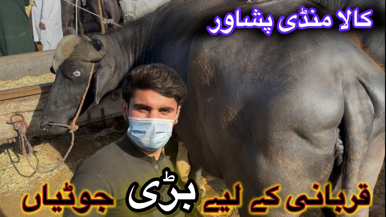 Qurbani ke leye bari jotian|| peshawar kala mandi || today updates