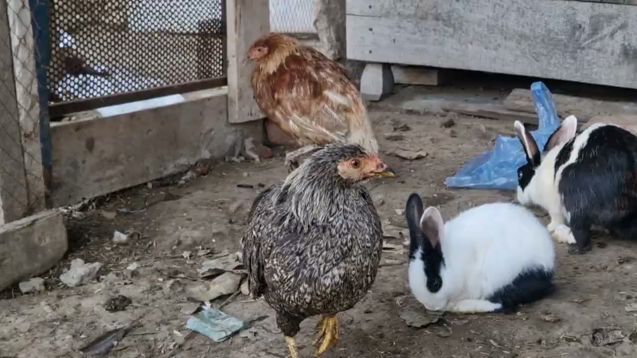 chick's beautiful baby new video 
