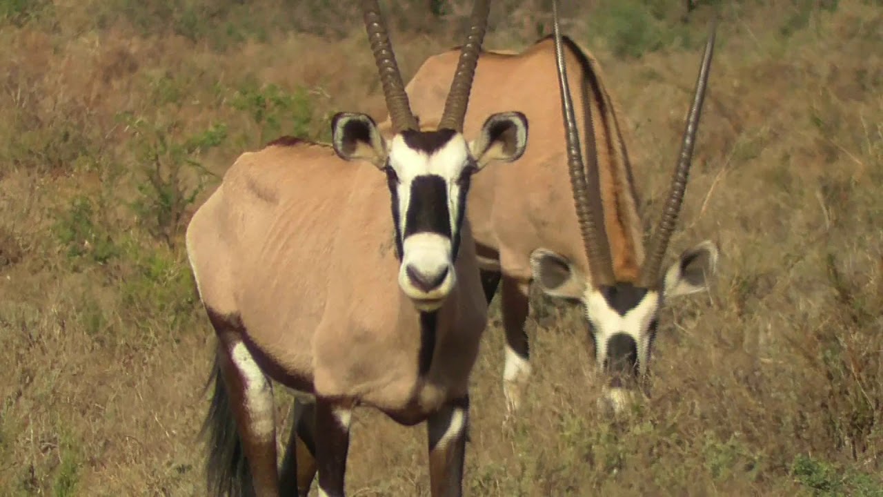 SOUTH AFRICA oryx (or gemsbok)