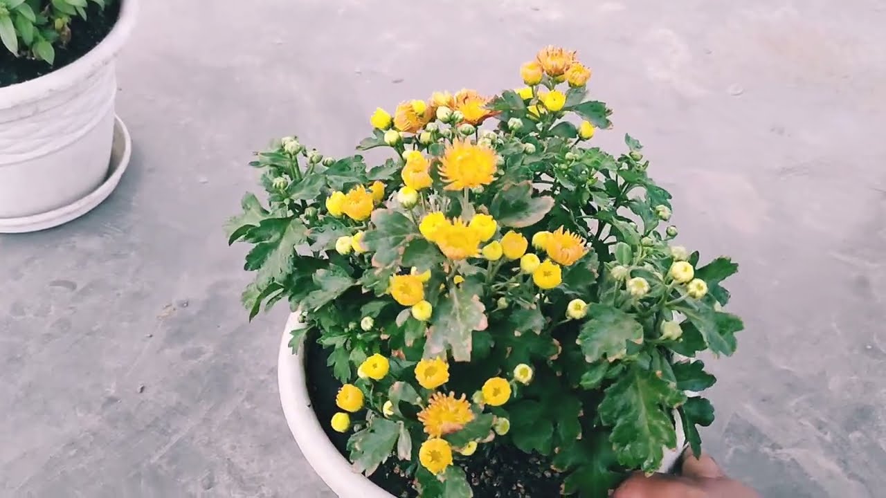 How to Get Second Time Flowering in Chrysanthemum Plant | Chrysanthemum Pruning Result