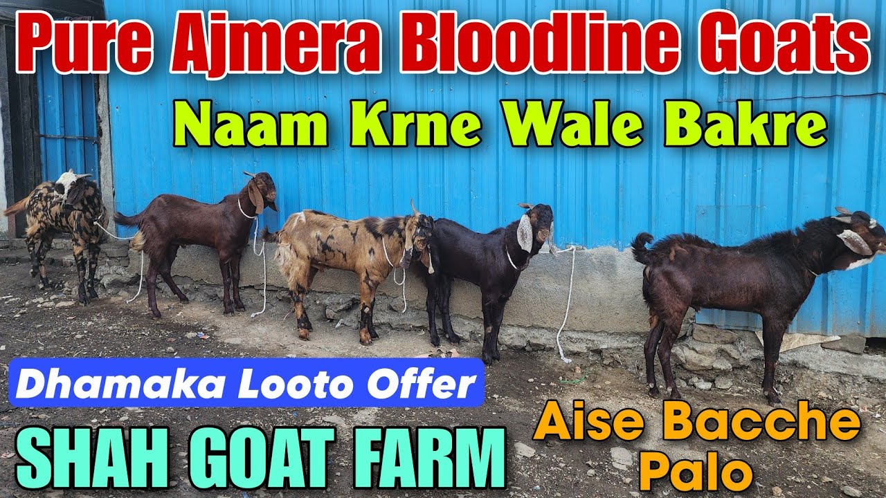 Pure Ajmera Bloodline Andul Goats At SHAH GOAT FARM | 2025 Naam Krne Wale Bakre In Padhga