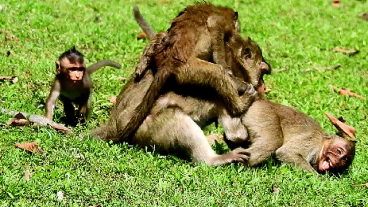 terrify !!! The end video Merri fight orphan Jessie seriously, Why Dony angry old monkey like this 7