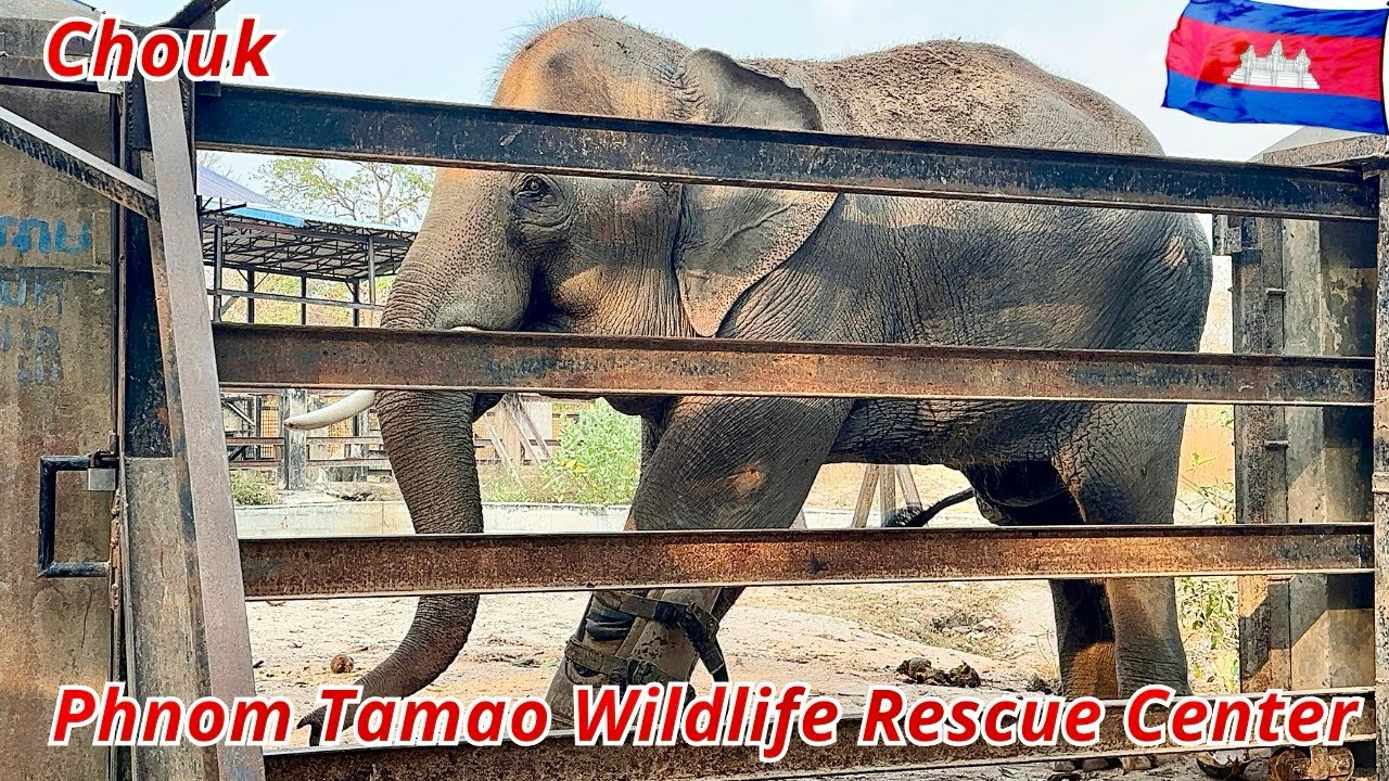Chhouk the Resilient Elephant | Life of a Disabled Elephant at Phnom Tamao Wildlife Rescue Center,k4