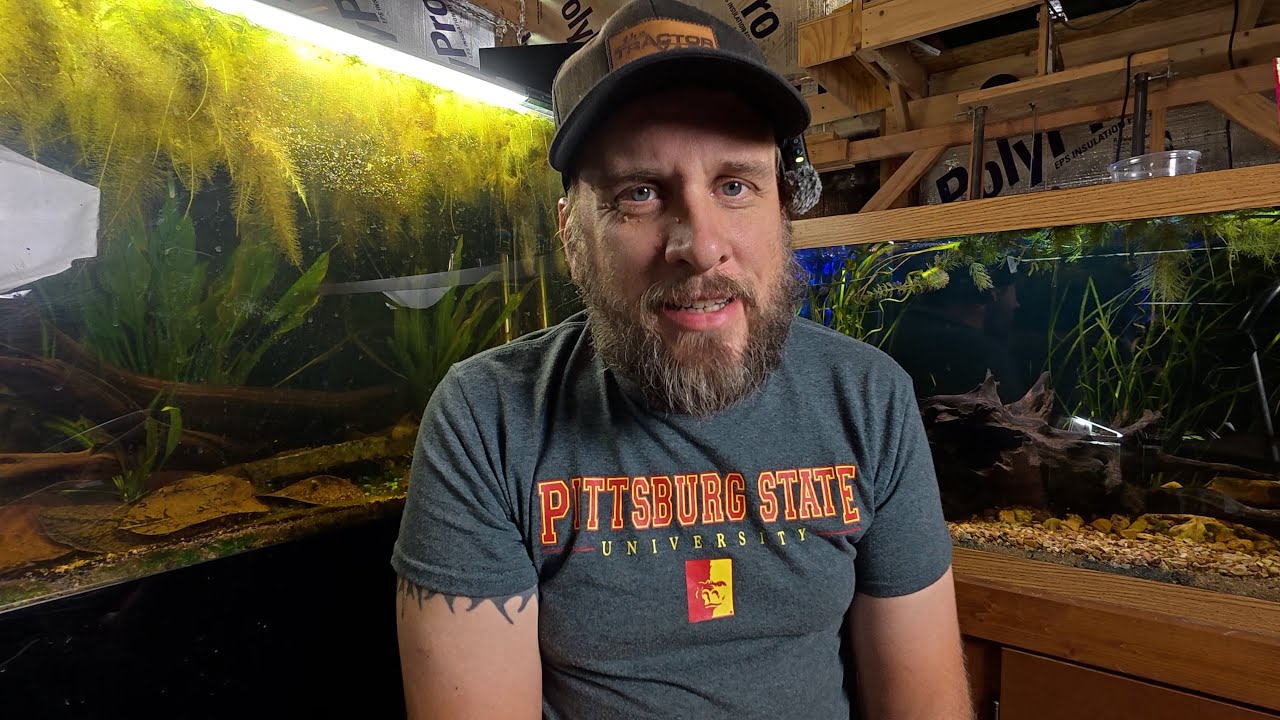 The Fish Keeping Secret that Nobody Talks About