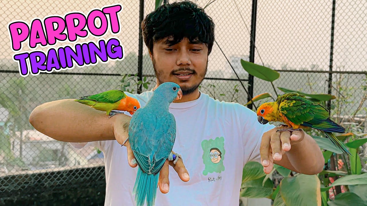 পাখি গুলোকে আমার কাছে উড়ে আসার প্রশিক্ষণ দিচ্ছি 🥰