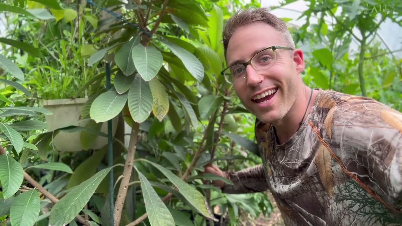 Mamey Sapote - How to do inarch grafting.