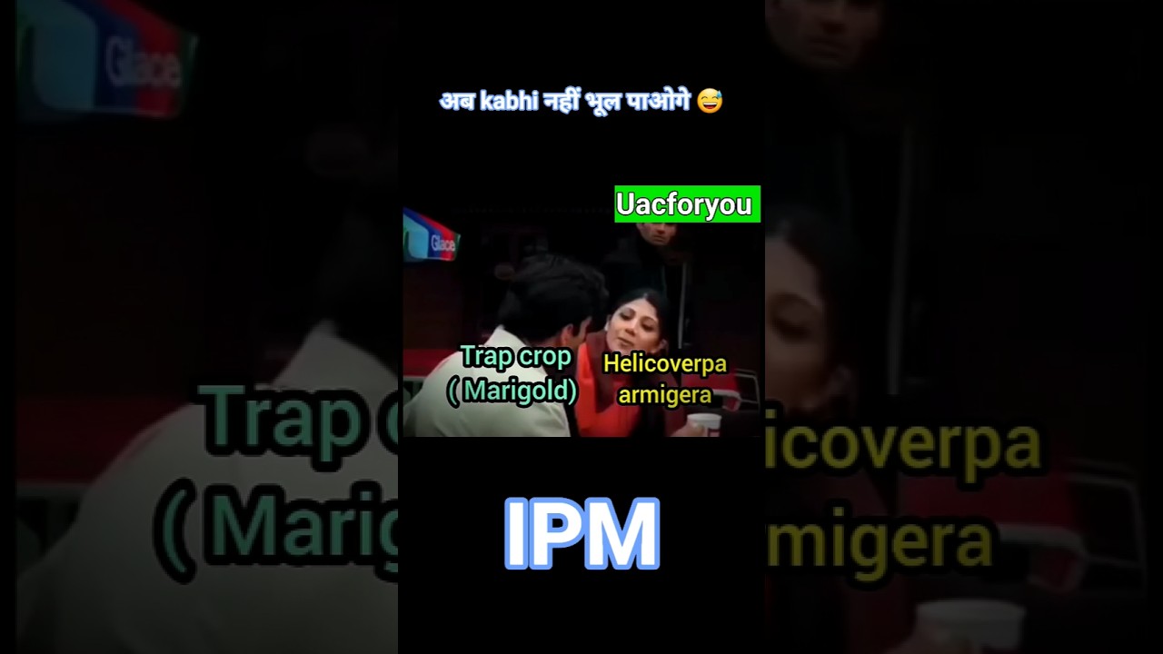 Trap Crop vs Insect 🐛 IPM 