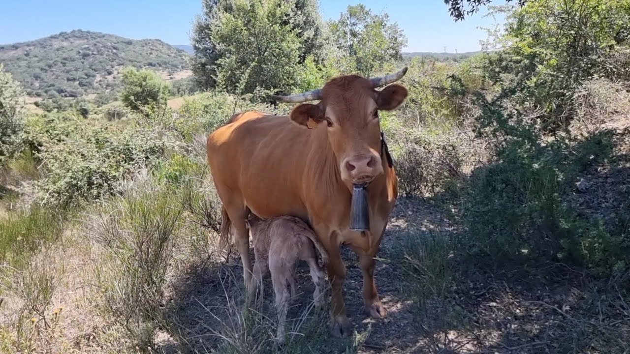 Que bonito como paren las vacas en el campo😍