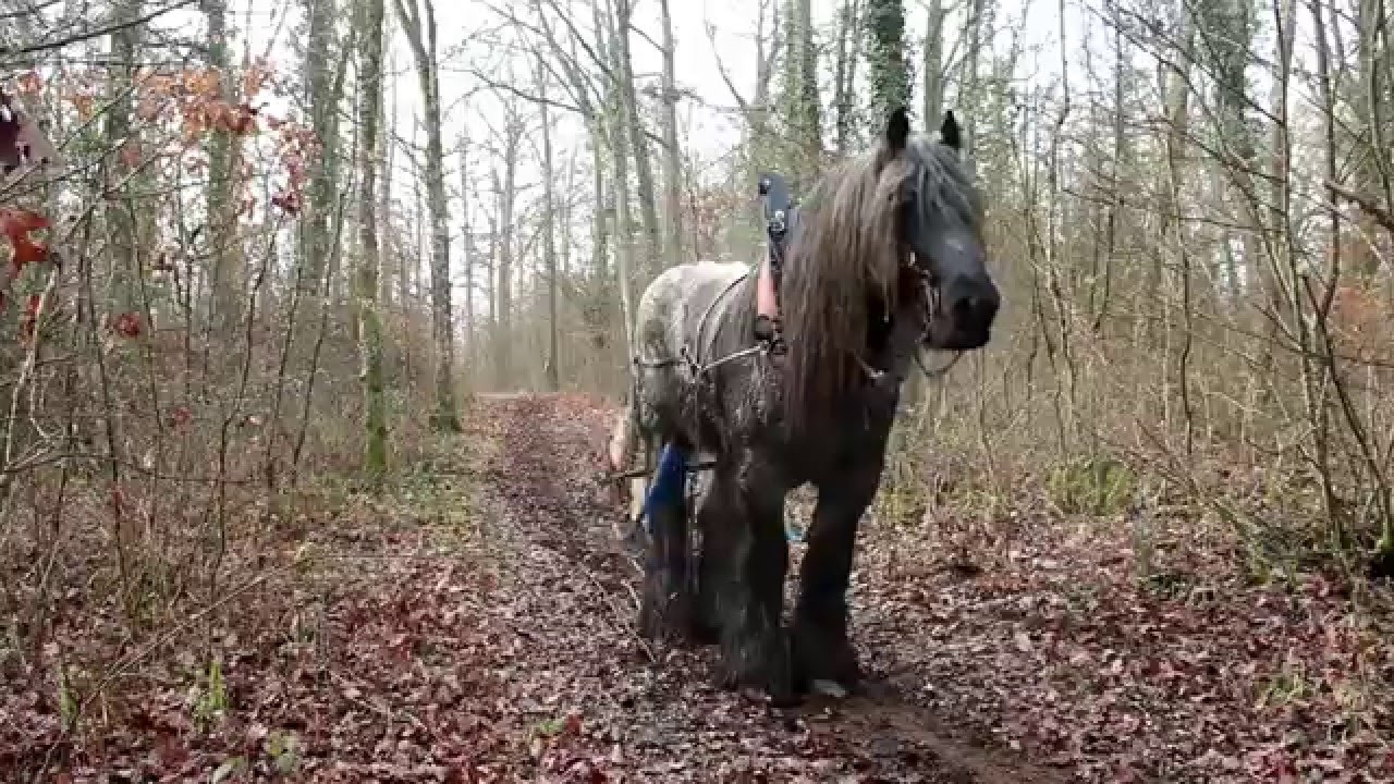 Débardage à cheval en forêt de la flachère