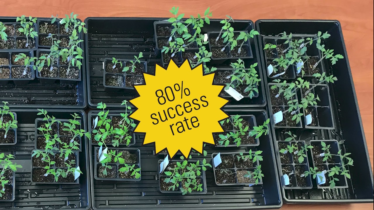 Tomato Grafting Project Overview