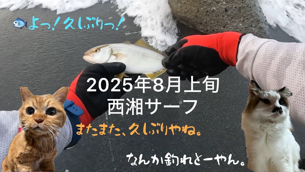 (GET!)2025年8月上旬　久しぶりの西湘サーフ　ショゴ、コノシロ、シロサバフグ　#西湘サーフ #ショアジギング #青物 