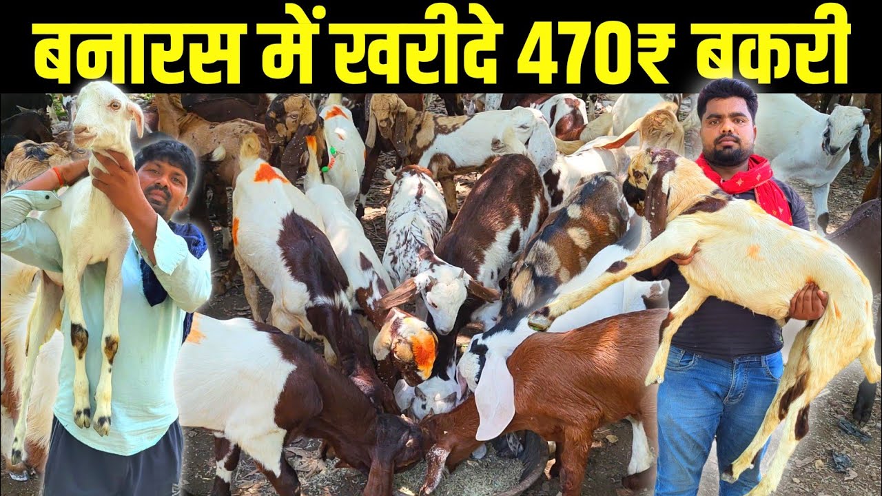 UP BIHAR में कही भी सबसे सस्ते दामों में बकरी घर मंगाए | Goat Farming in india