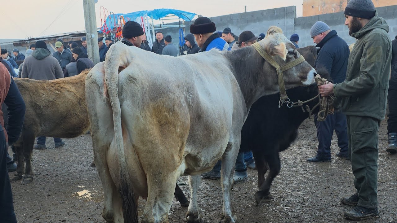 Xõjaobot Sigir Bozori Andijon 