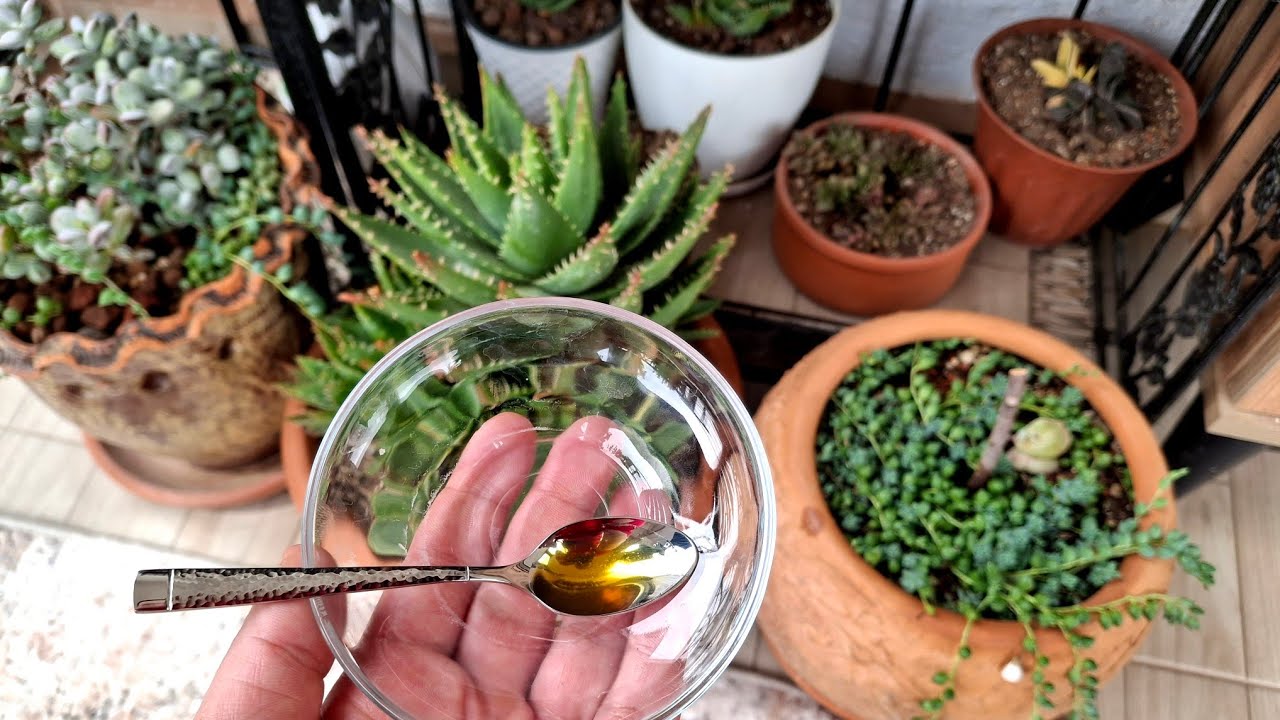 Sukulentler ,Salon Bitkileri ,Sebze Fideleri , Ağaçlar , Saksı Çiçekleri Tüm Bitkilere Doğal İlaç