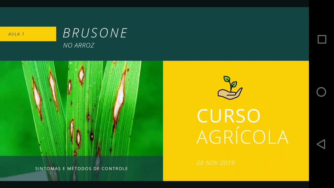 Brusone no arroz  (Pyricularia grisea) - Sintomas e forma de controle