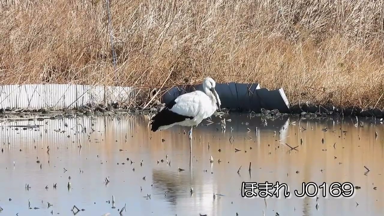 鳴門コウノトリ 2026/01/07 撮影 成長記録 徳島県鳴門市