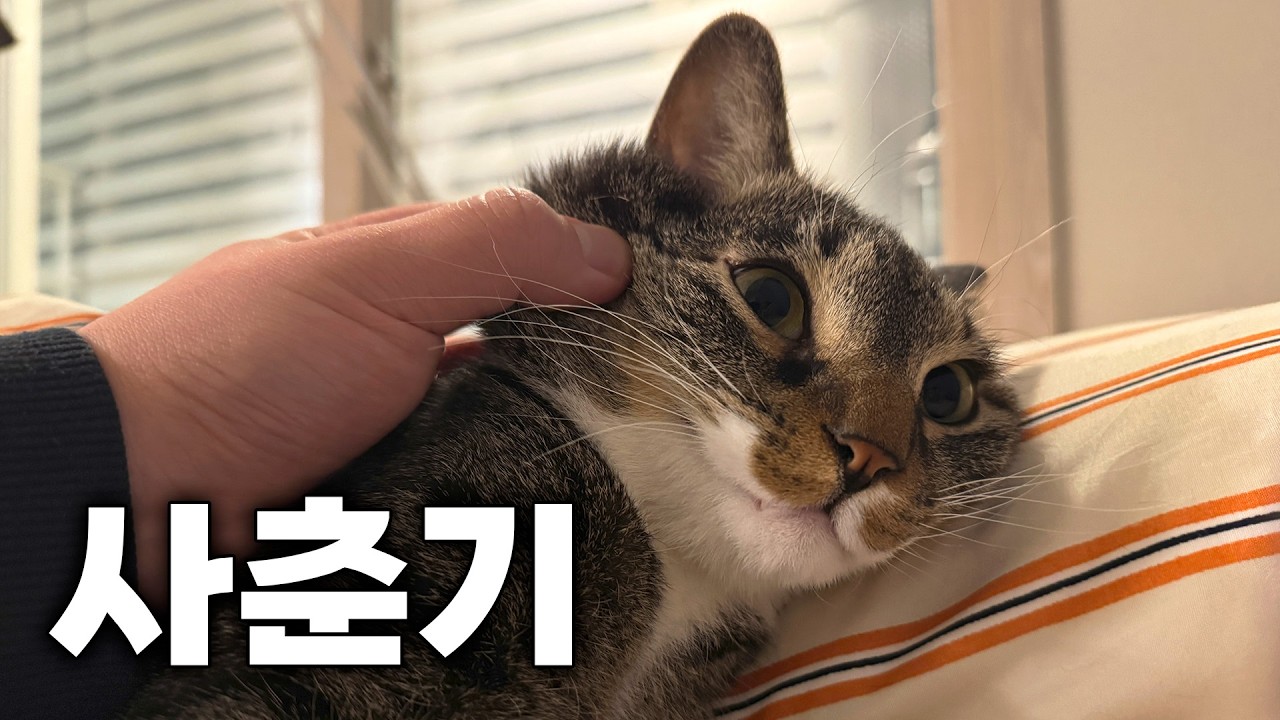 고양이에게 사춘기가 왔습니다...