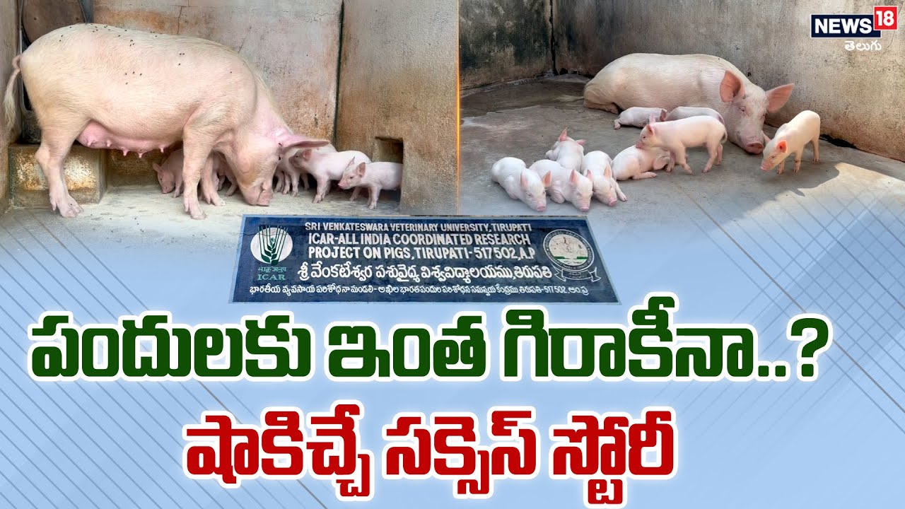 Tirupati: లక్షలు తెచ్చిపెట్టే పందులు.. ఎందుకు పెంచాలంటే? | News18 Telugu