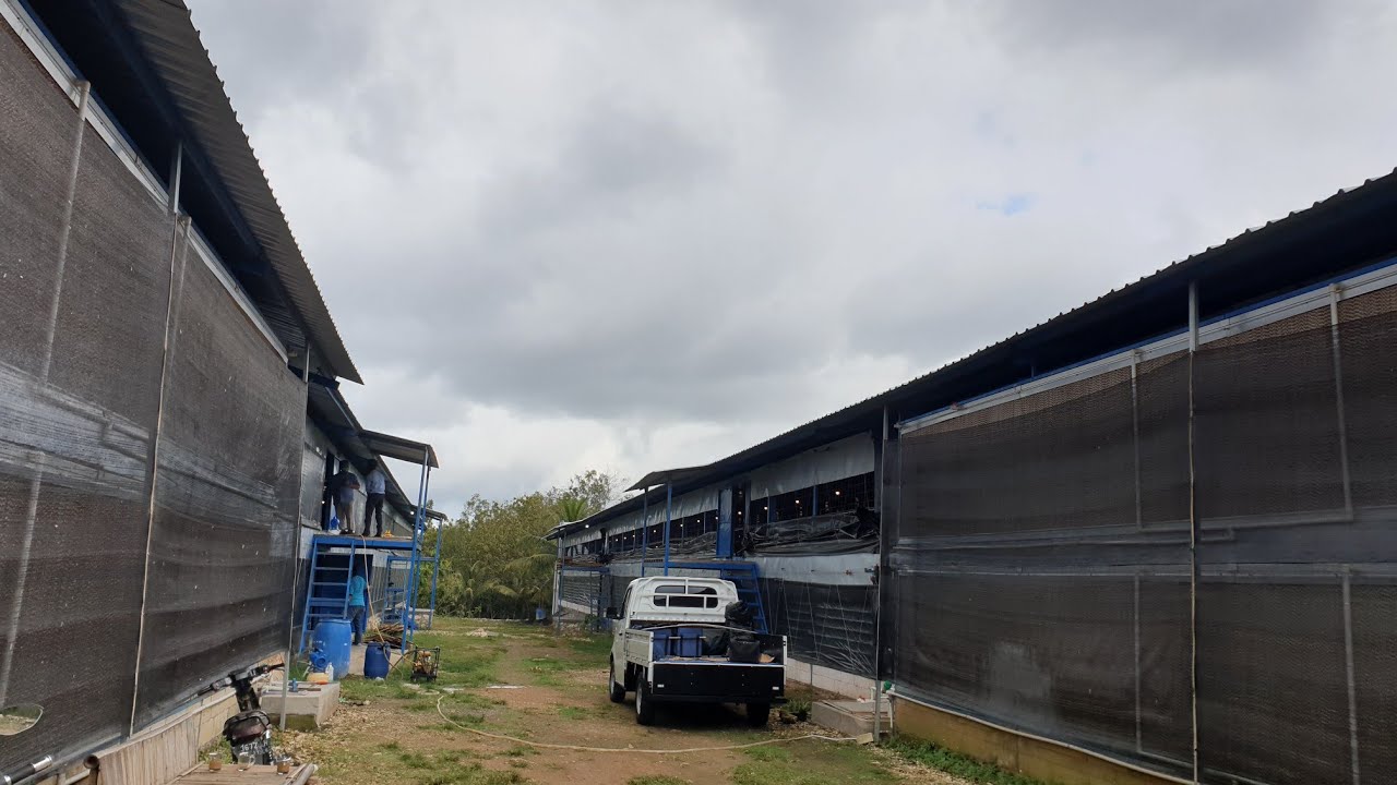 PROSES CUCI DAN DESINFEKSI KANDANG CLOSE HOUSE | TREATMEN SPRAYING FOGGING PENGENDALIAN KUTU FRANKY