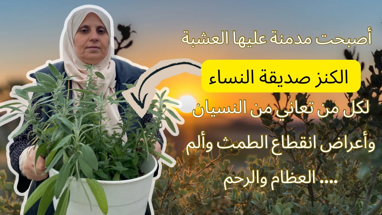 ربي وضعها في طريقي فزرعتها في بيتي تنظم هورمونات الأنوثة تحارب الشيخوخة والضباب الدماغي، الإكتئاب….