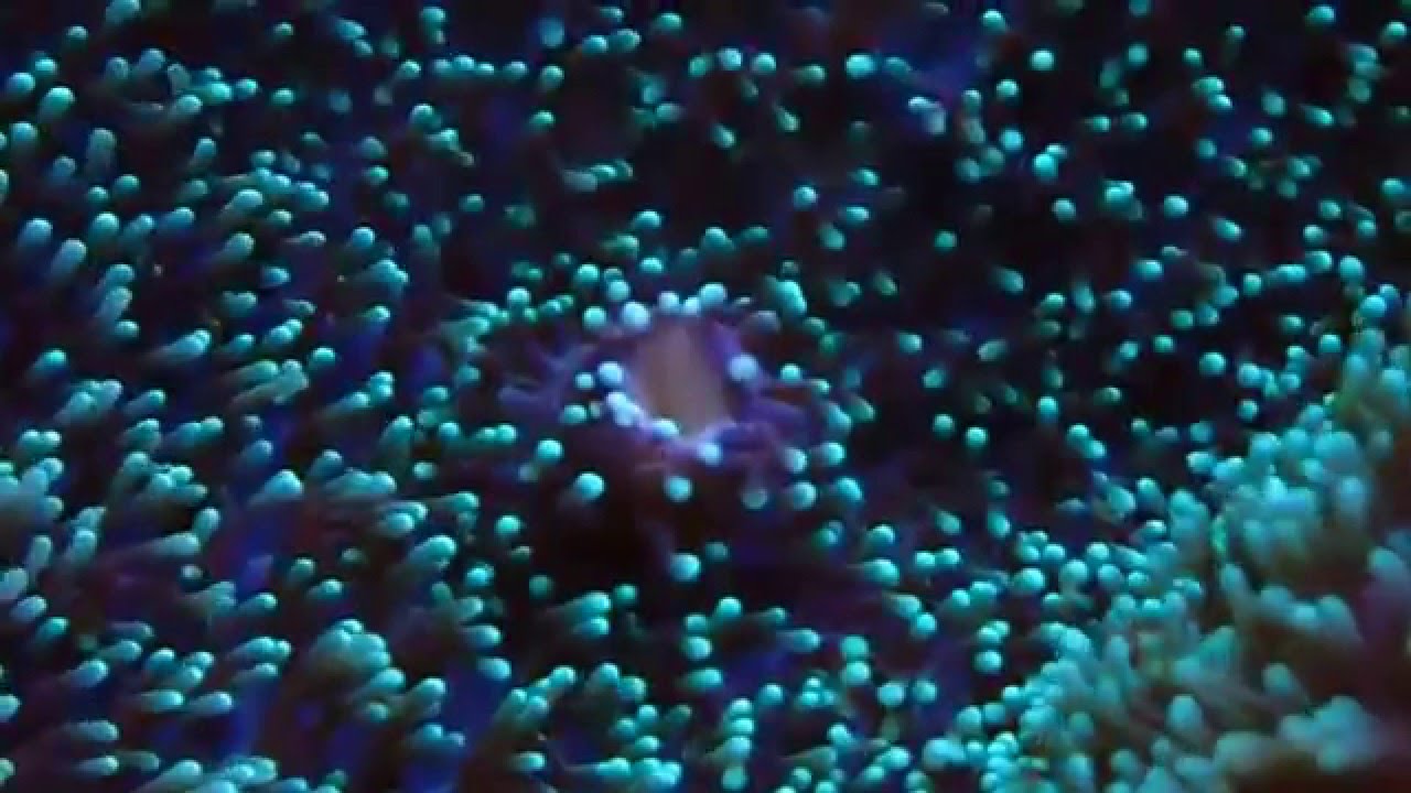 Rhodactis sp. - Scheibenanemone - Mushroom Coral