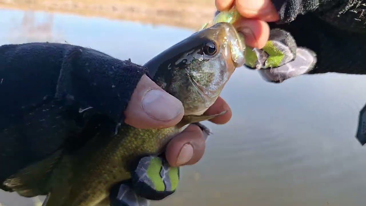 PESCA DE ORILLA EN LA PRESA CALLES 🎣🎣RECUERDA SIEMPRE CAPTURA Y LIBERA AMIGOS.