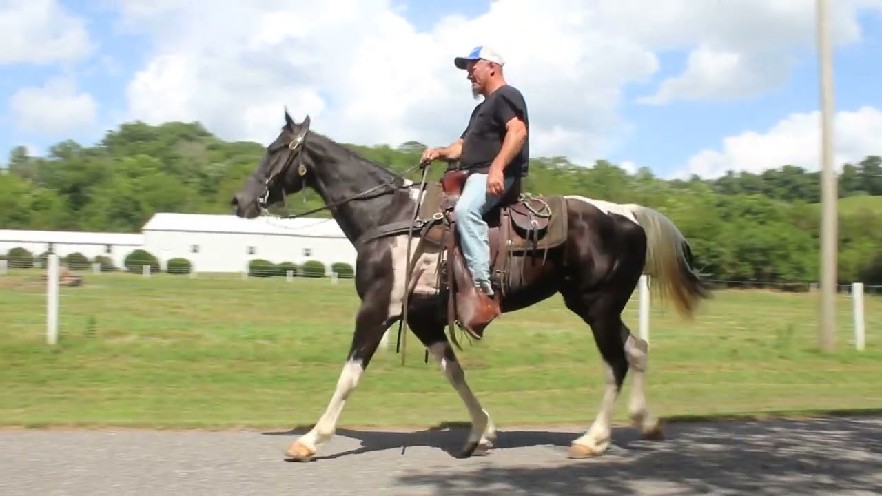 Little Bell Super Duper Broke Mare Trail or Rail for Sale at McNatt Farms