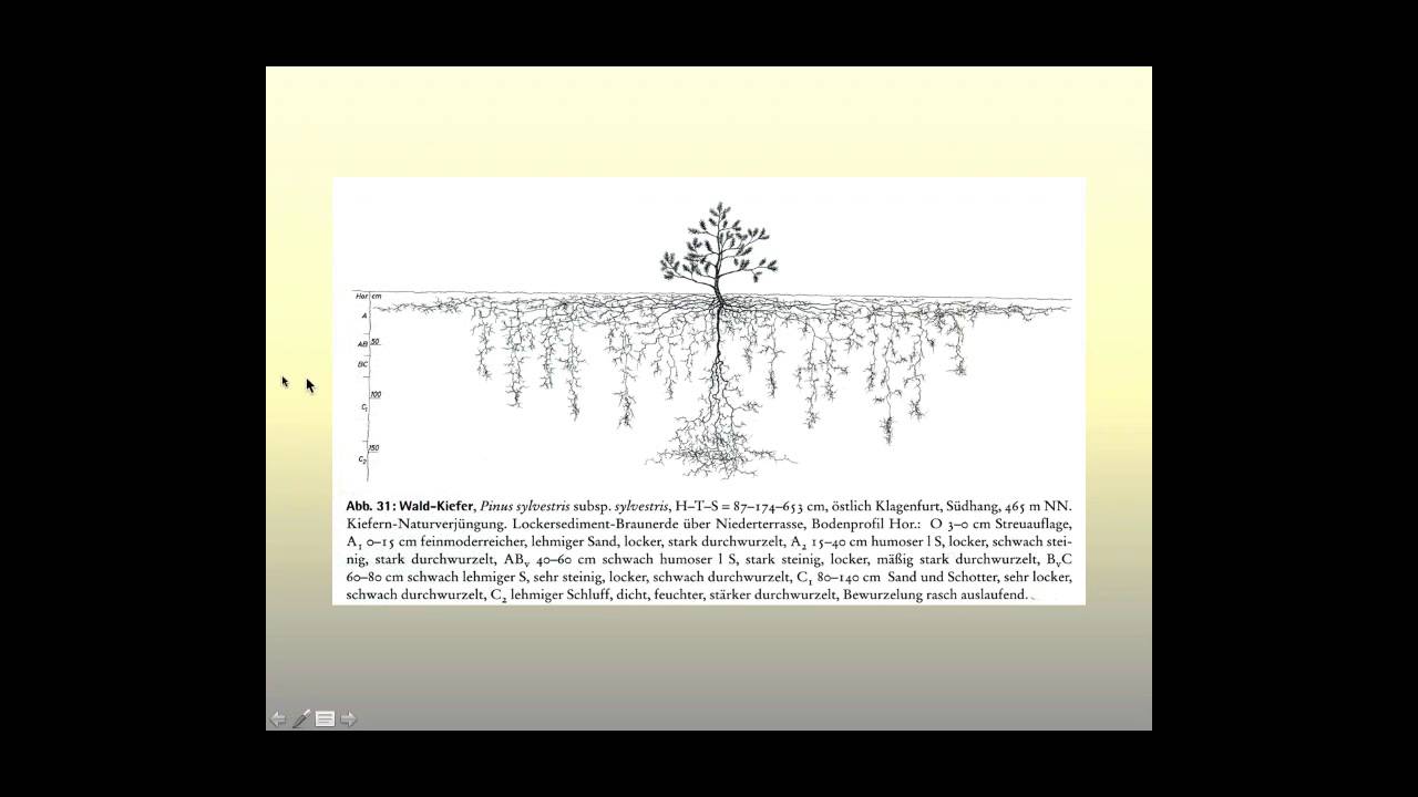 Understanding Roots   Exploring Plants Underground 11 16 15