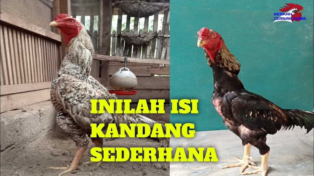 ayam shamo eropa