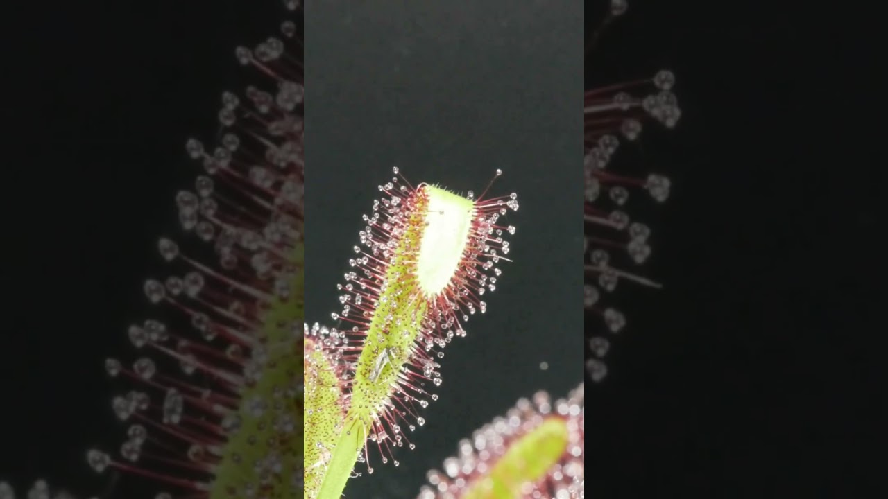 South African Sundew makes a quick catch