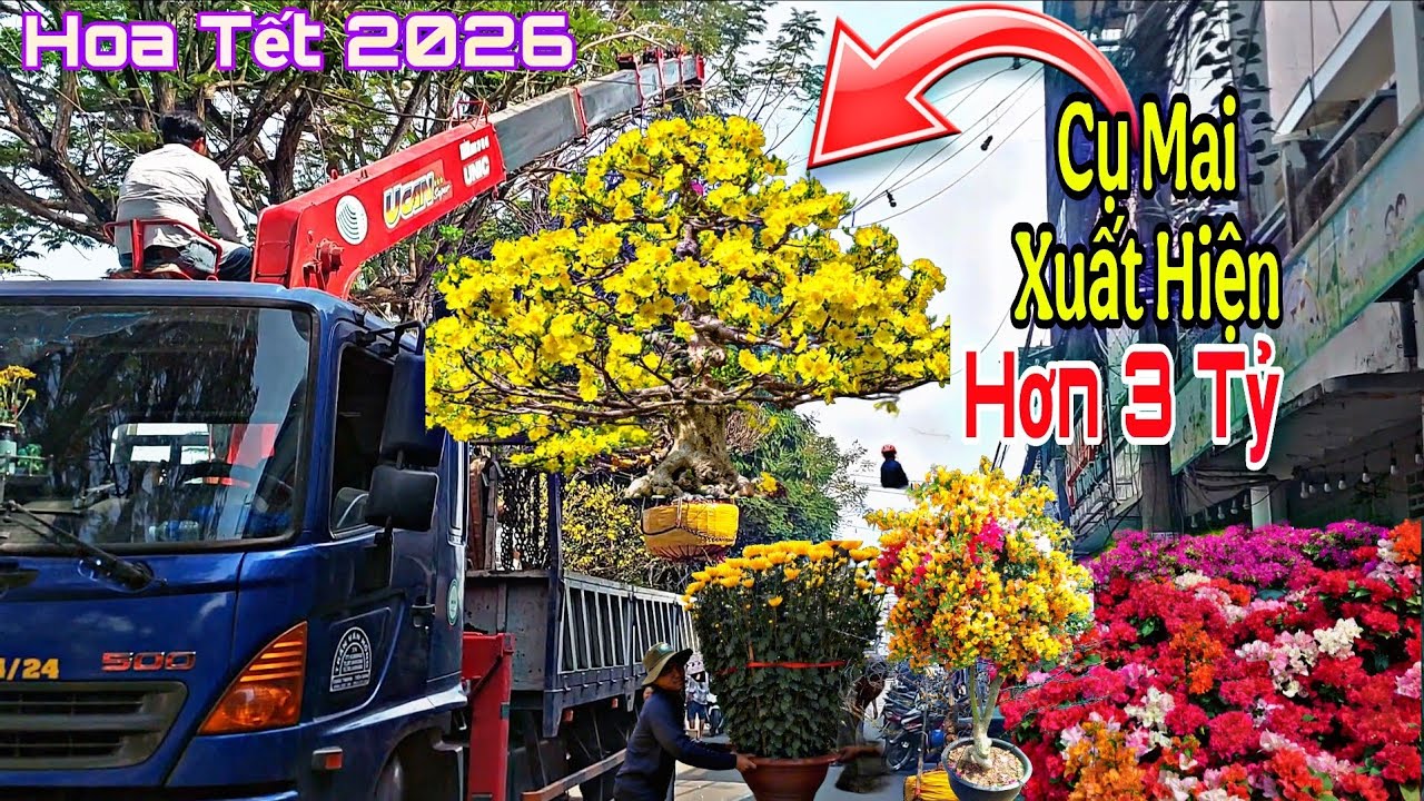  Long Xuyên Hoa Tết 2026, Xuất Hiện Xôn Xao nhiều Cụ mai Vàng  khũng đã lộ diện Giá Vài Tỷ 