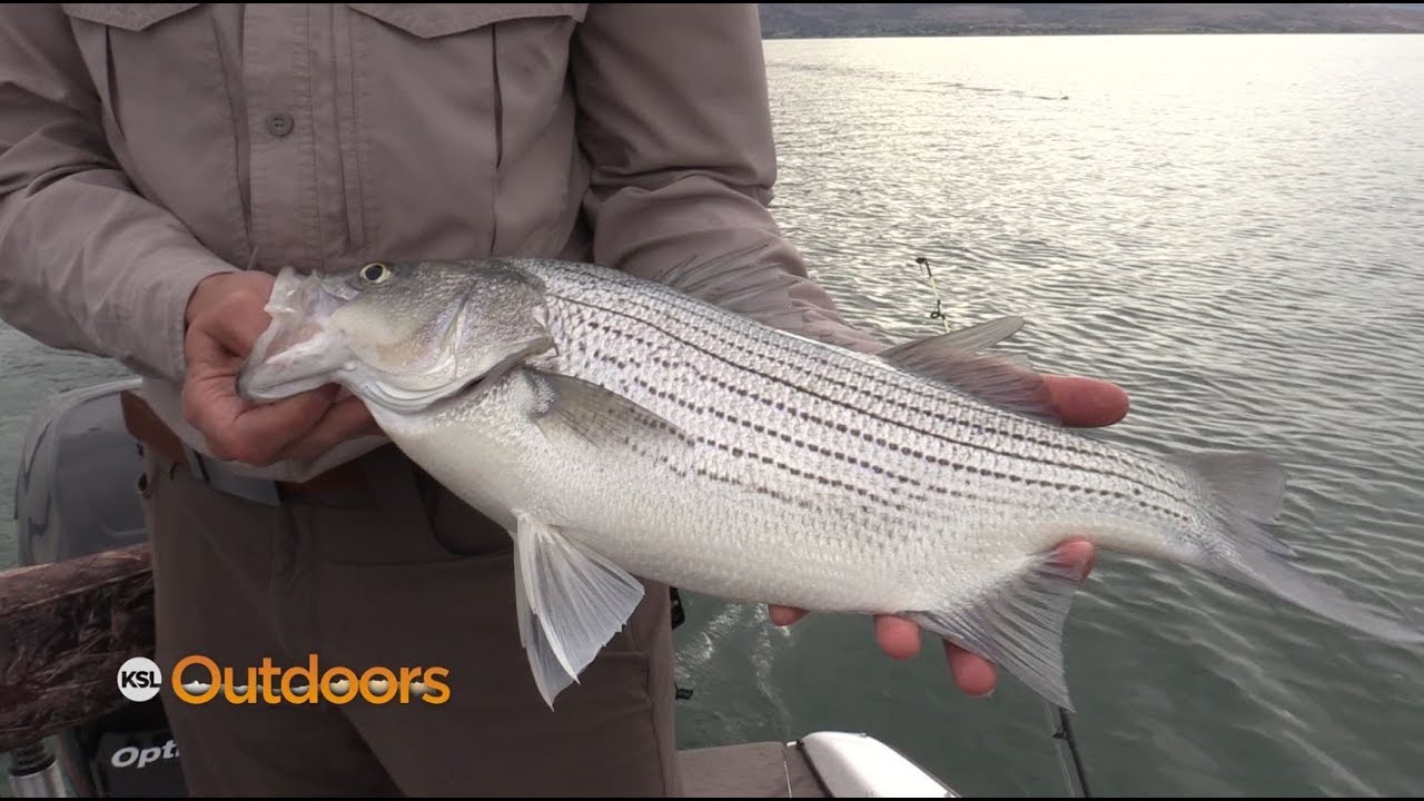 Fishing for Wipers and Walleye at Willard Bay