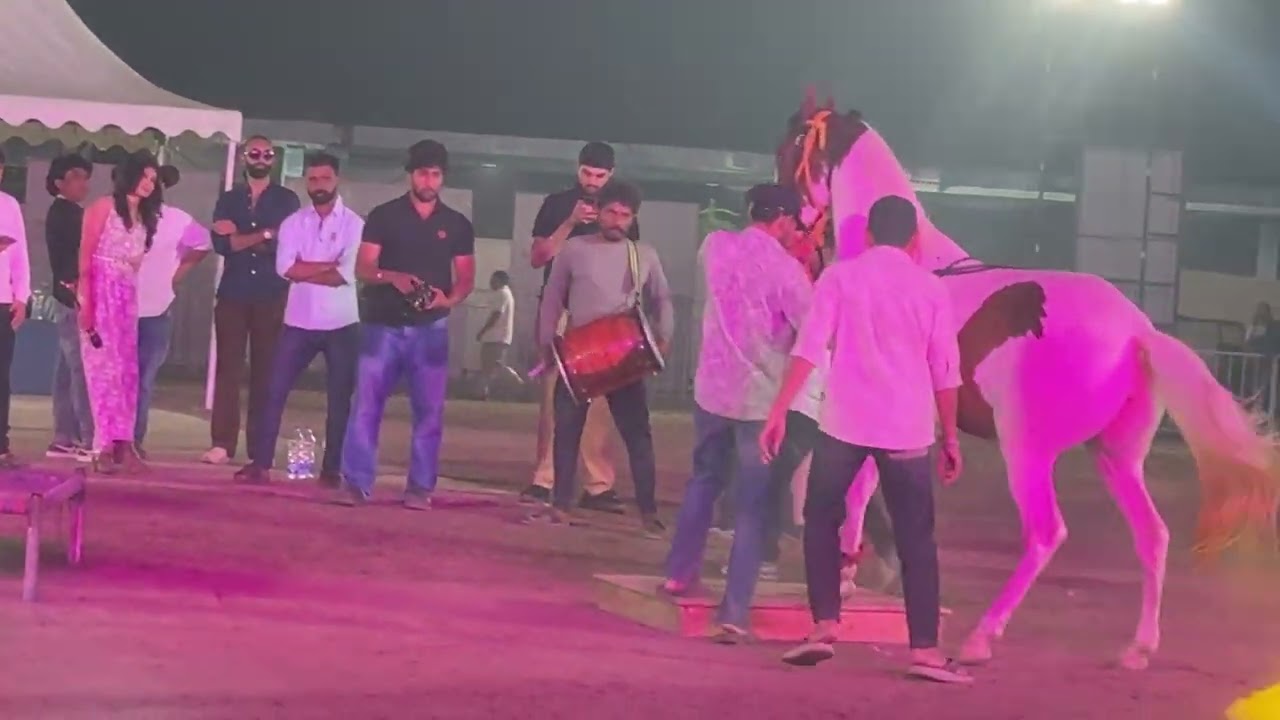 Horse Dance Video 