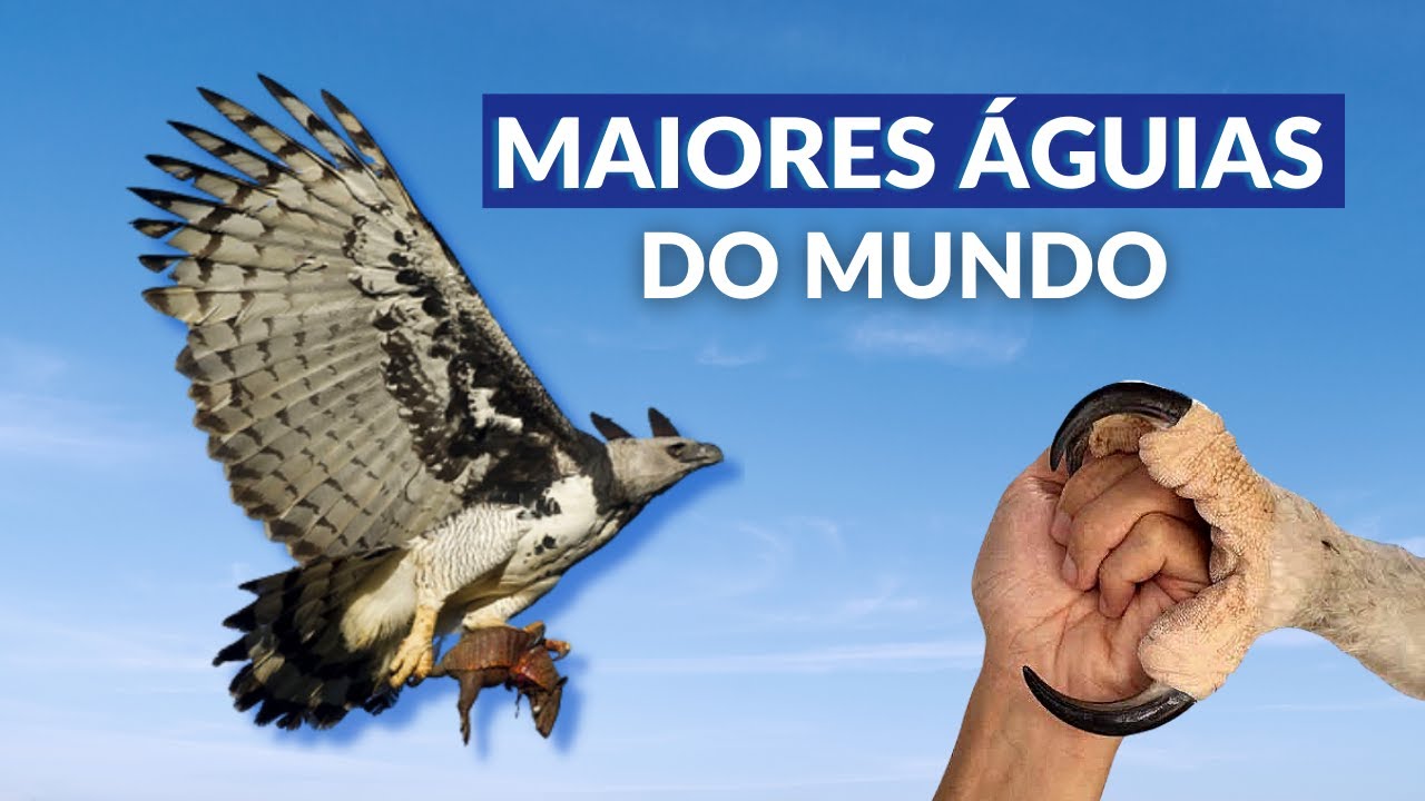 AS MAIORES ÁGUIAS DO MUNDO! VEJA AS MAGNÍFICAS CAÇADORAS DA NATUREZA! TOP DOS ARES! 