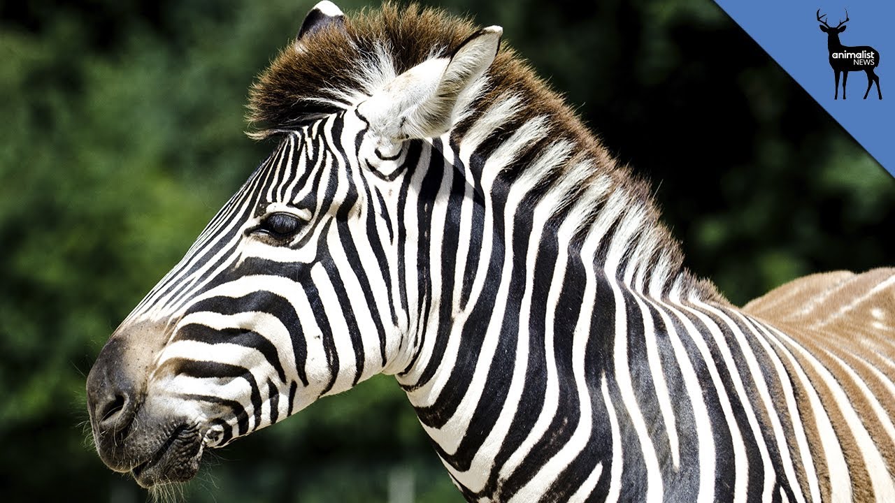 Why Do Zebras Have Stripes?