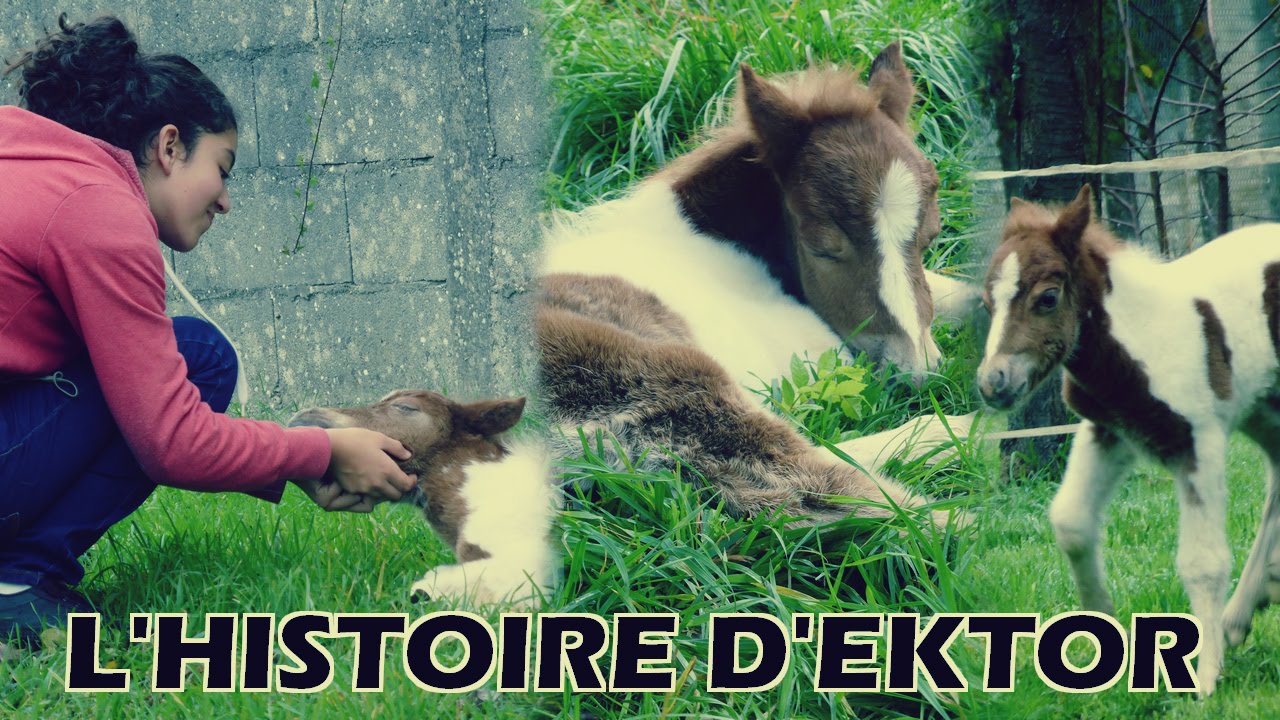 L'histoire triste de Ektor, cet ange, une merveille partie trop tôt.