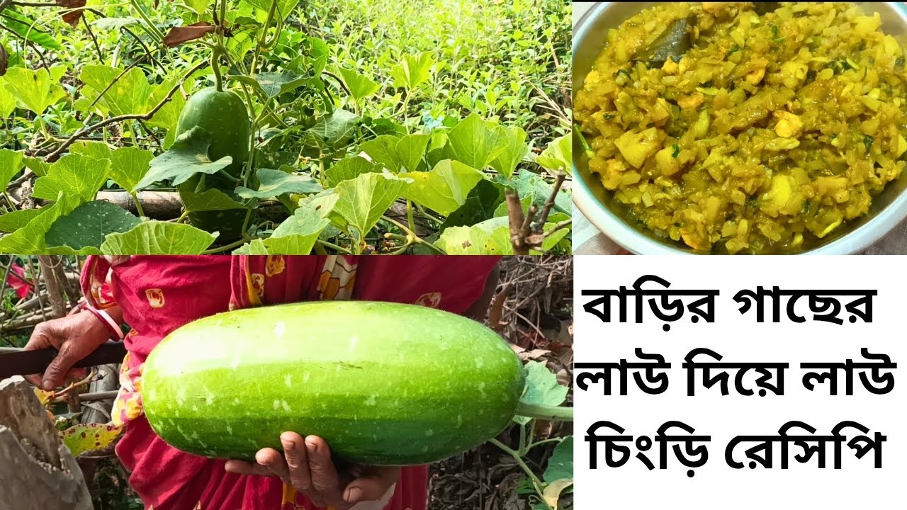 বাড়ির গাছের লাউ দিয়ে লাউ চিংড়ি রেসিপি 😊😍 #লাউ_চিংড়ি , Lau chingri recipe 