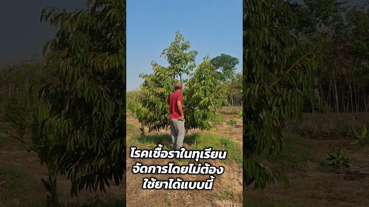 25 มกราคม ค.ศ. 2026