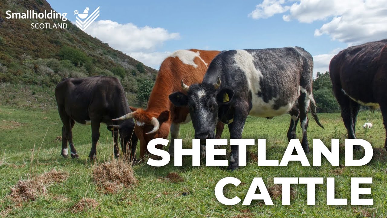 Shetland Cattle - Livestock showcase - Scottish Smallholder Festival 2020