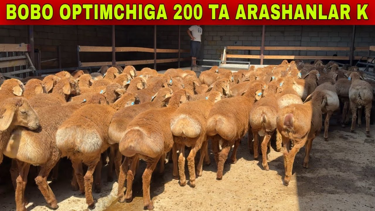 BOBO OPTIMCHIGA 200 TA ARASHAN QOZILAR KELDI