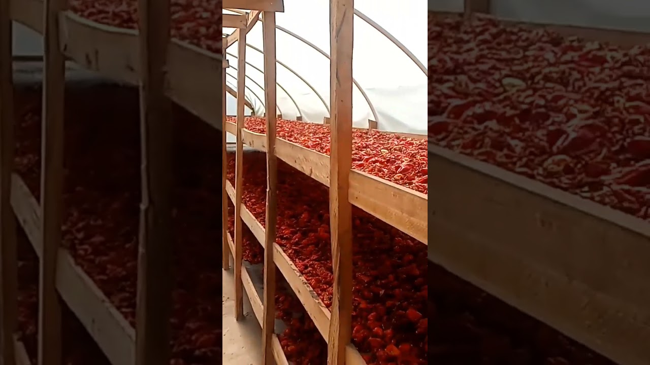 Drying of 2000Kg of fresh habanero pepper in OGV solar dome dryers #foodpreservation
