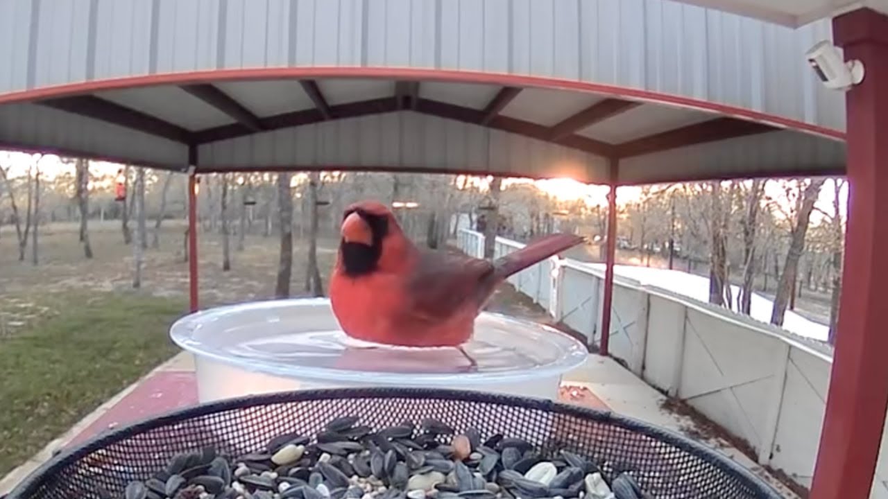 Cardinal Bath Time