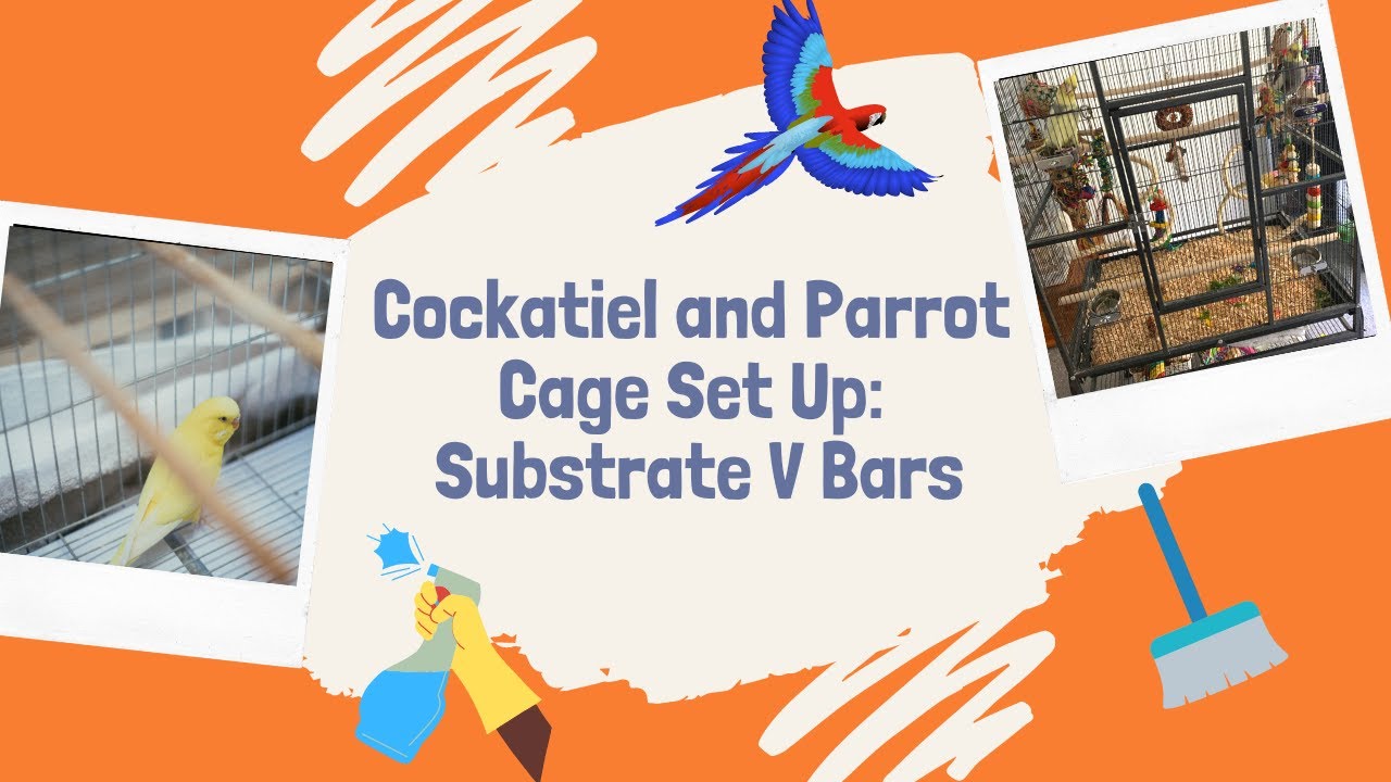 Cockatiel and Parrot Cage Set up: Substrate V Bars | TheParrotTeacher