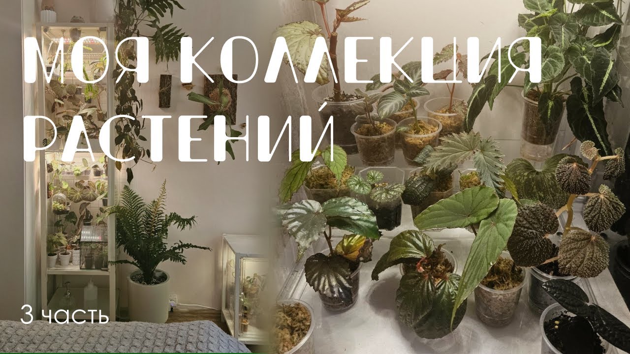 Моя коллекция растений: Флорариумные, бегонии, ароидные, сонерилы, ардизии. 3 часть. Июль 2025