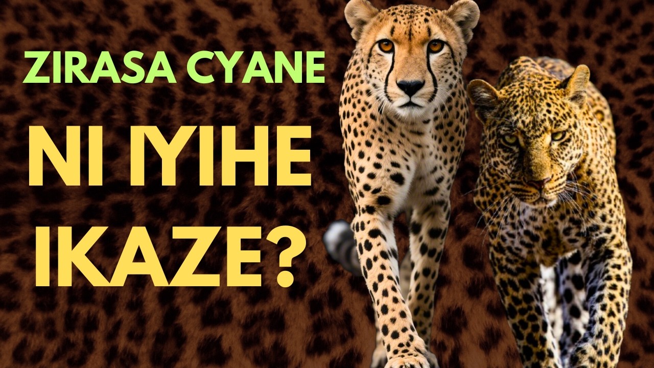 Menya gutandukanya ingwe n' urutarangwe / Leopard vs Cheetah / IGITARANGWE (IGISAMAGWE)