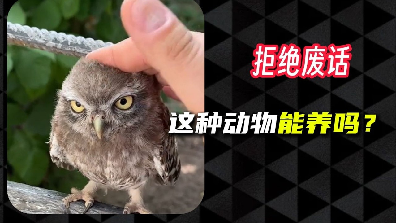 這些瀕危動物你都認識嗎