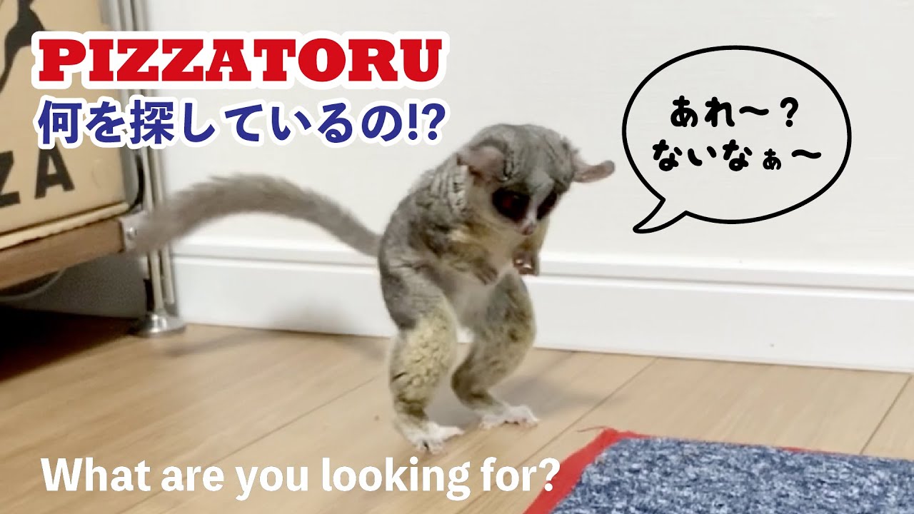 探し物はなんですか？ロングver. / What are you looking for? / ショウガラゴのピザトル