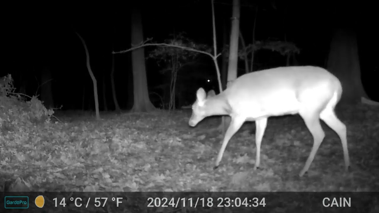 Cain cam 241119