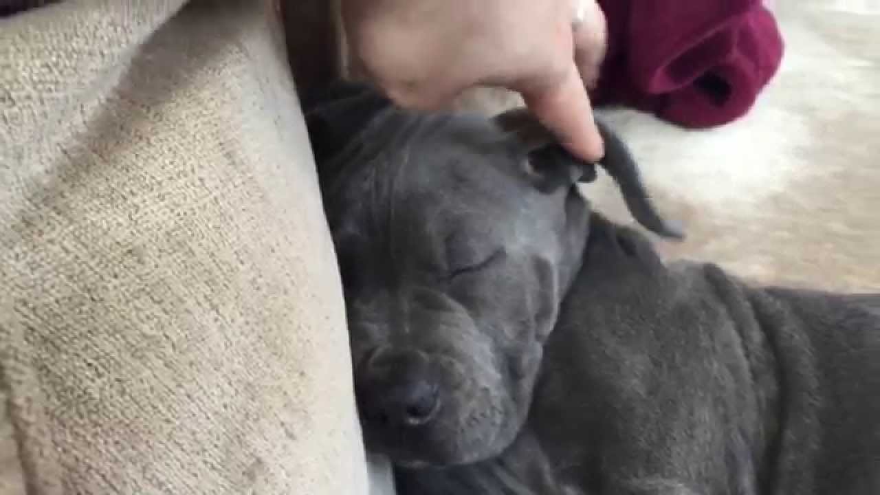 Introducing Azul, cute 2 months old italian mastiff puppy (cane corso)